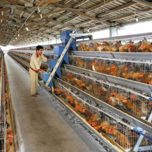 黃杏彪 用心智造，推動雞群智能化飼養設備與外圍設備制造